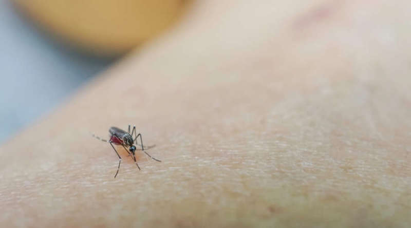 What causes dengue